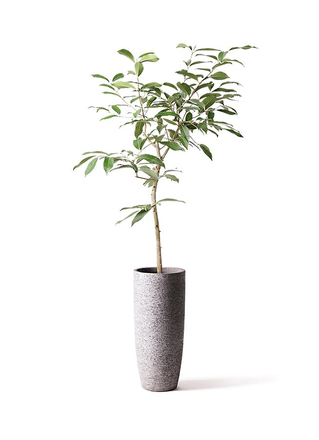 観葉植物 アマゾンオリーブ ムラサキフトモモ 8号 エコストーントールタイプ Gray 付き 観葉植物ならhitohana ひとはな