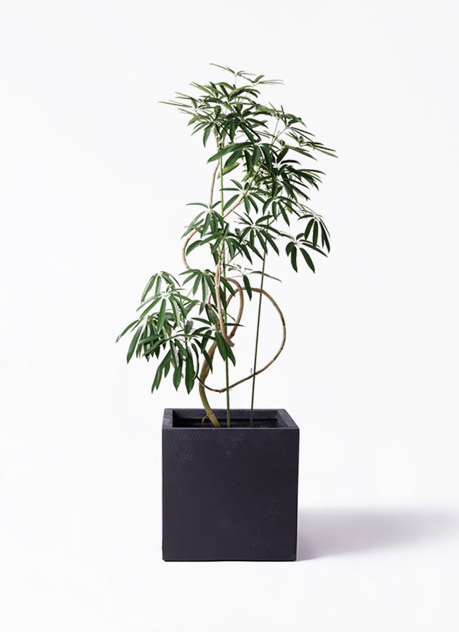 観葉植物 シェフレラ アンガスティフォリア 10号 曲り ベータ キューブ