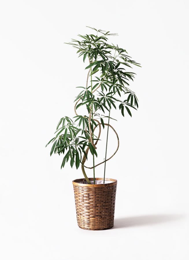 観葉植物 シェフレラ アンガスティフォリア 10号 曲り 竹バスケット 付き 観葉植物ならhitohana ひとはな 観葉植物 シェフレラ アンガスティフォリア 10号 曲り 竹バスケット 付き 観葉植物ならhitohana ひとはな