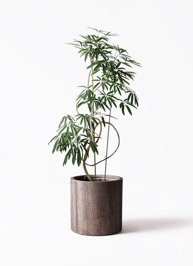 観葉植物 シェフレラ アンガスティフォリア 10号 曲り アルファ