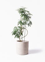 厳選3つ シェフレラ アンガスティフォリアは繊細な葉が人気の観葉植物 ひとはなノート 厳選3つ シェフレラ アンガスティフォリアは繊細な葉が人気の観葉植物 ひとはなノート