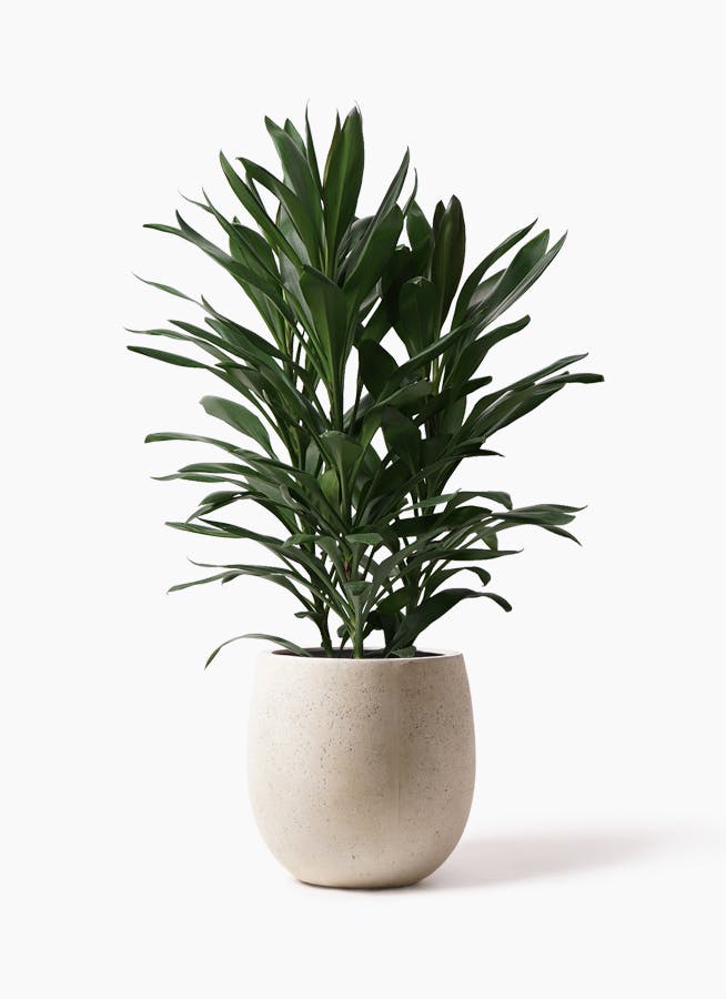 観葉植物 ドラセナ グローカル 8号 テラニアス バルーン アンティークホワイト 付き
