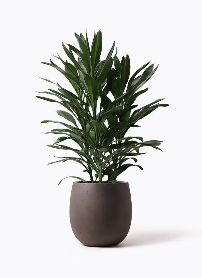 ドラセナ グローカル | 観葉植物通販HitoHana(ひとはな)