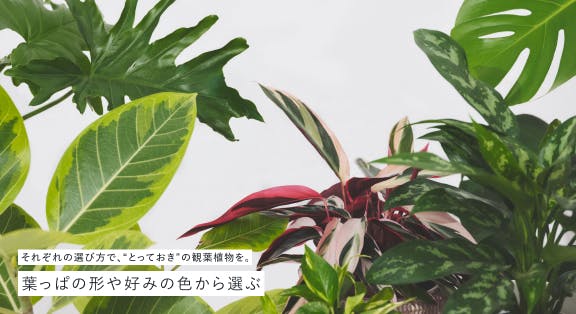 観葉植物の通販 | HitoHana（ひとはな）