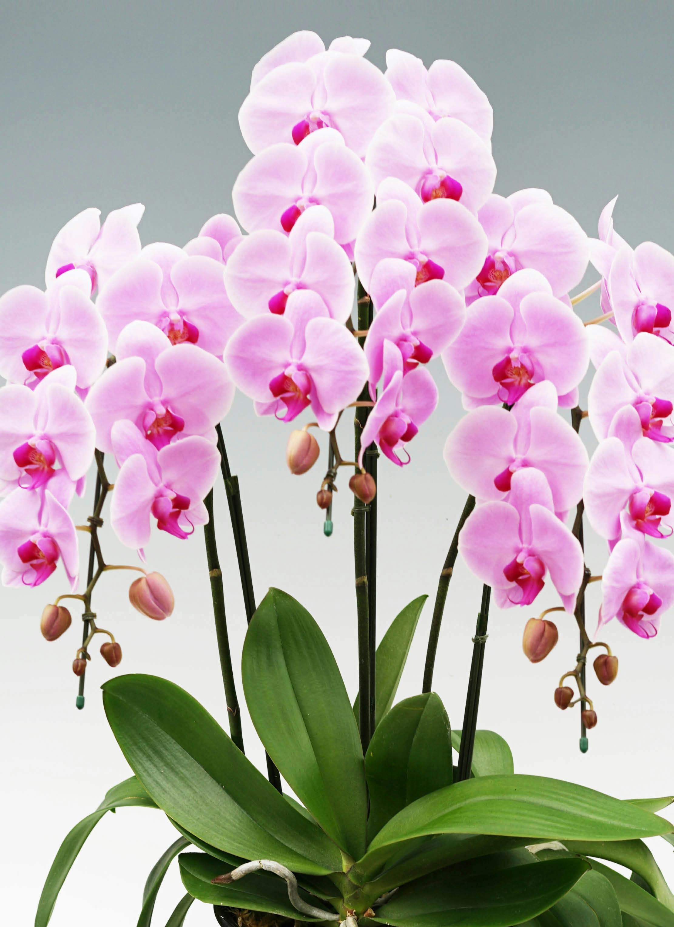 胡蝶蘭大輪 ピンク 3本立ち 21輪前後 | 胡蝶蘭ならHitoHana(ひとはな)