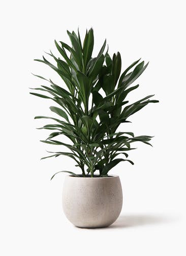観葉植物 ドラセナ グローカル 8号 テラニアス ローバルーン アンティークホワイト 付き