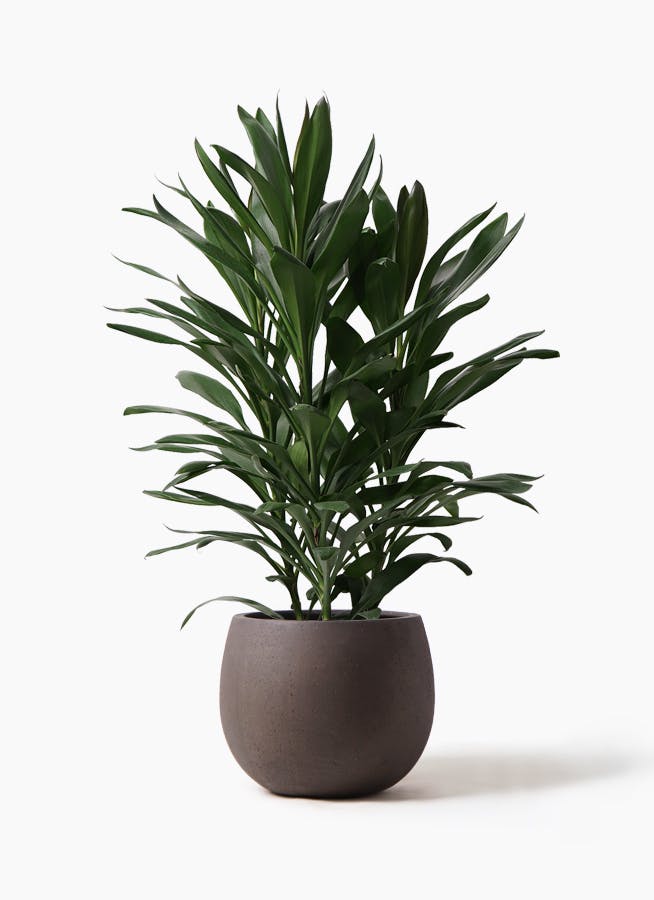 観葉植物 ドラセナ グローカル 8号 テラニアス ローバルーン アンティークブラウン 付き