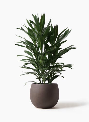 観葉植物 ドラセナ グローカル 8号 テラニアス ローバルーン アンティークブラウン 付き