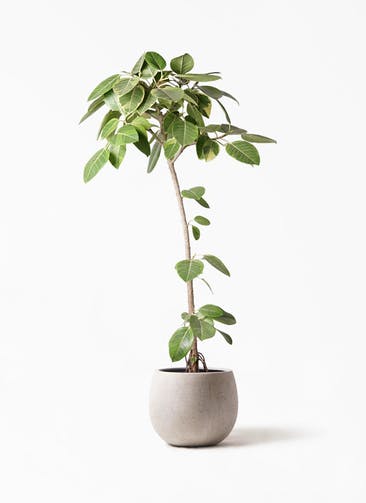 観葉植物 フィカス アルテシーマ 8号 ストレート テラニアス ローバルーン アンティークホワイト 付き