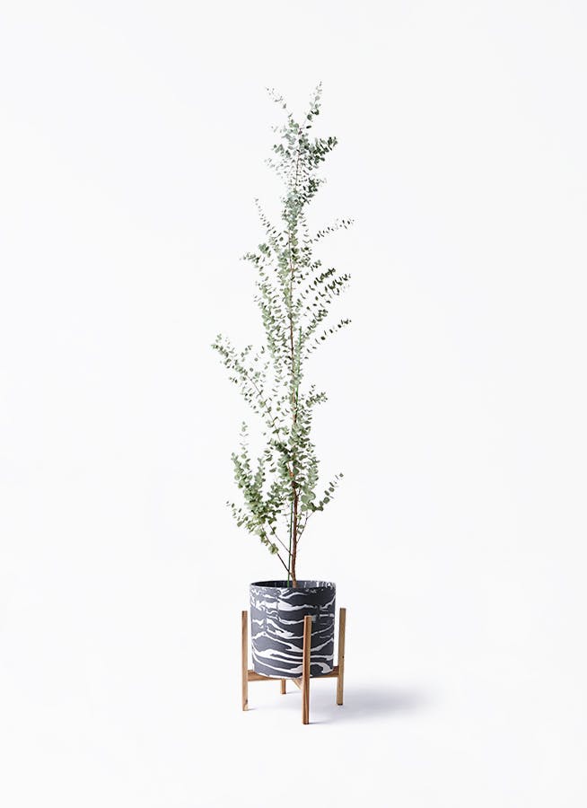 YK＊ユーカリグニーの小さなオーナメント№898 他4点 ユーカリ グニー | 観葉植物 | インテリアやギフトに - Hitohana（ひと