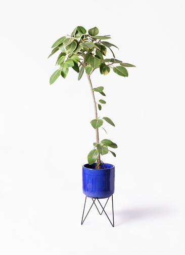 観葉植物 フィカス アルテシーマ 8号 ストレート ビトロ エンデカ ブルー アイアンポットスタンド ブラック 付き