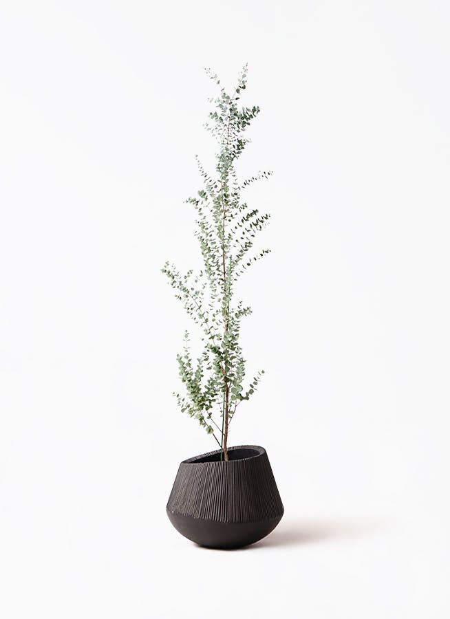 ユーカリ グニー | 観葉植物 | インテリアやギフトに - Hitohana
