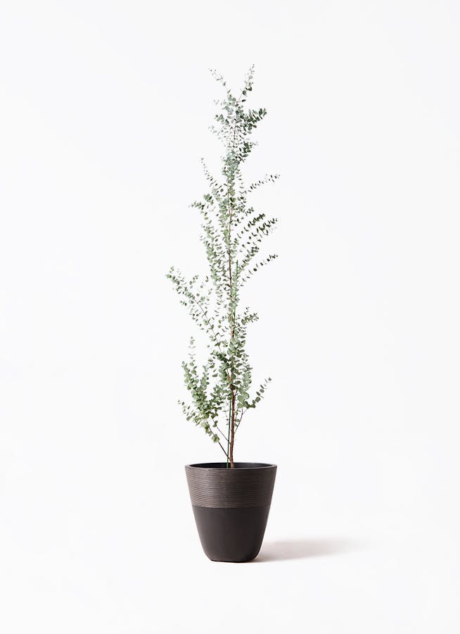 ユーカリ グニー | 観葉植物 | インテリアやギフトに - Hitohana（ひと