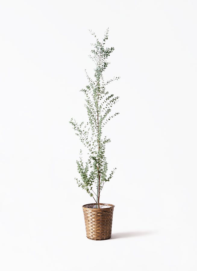 ユーカリ グニー | 観葉植物 | インテリアやギフトに - Hitohana（ひと