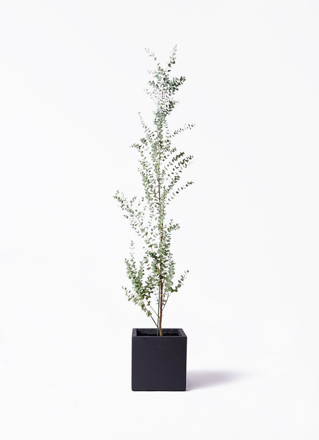 ユーカリ グニー | 観葉植物 | インテリアやギフトに - Hitohana