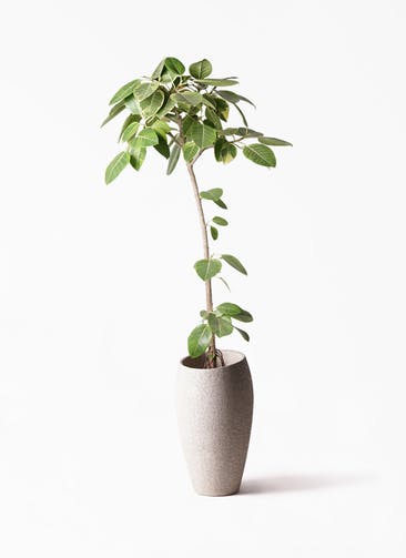 観葉植物 フィカス アルテシーマ 8号 ストレート エコストーントールタイプ Light Gray 付き