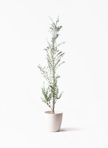 ユーカリ 観葉植物通販hitohana ひとはな ユーカリ 観葉植物通販hitohana ひとはな