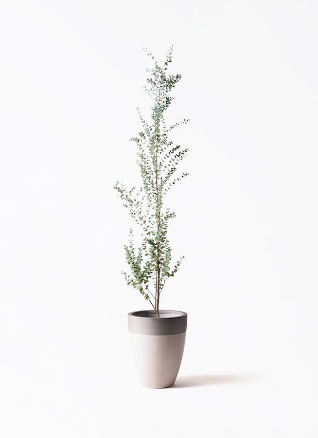ユーカリ グニー | 観葉植物 | インテリアやギフトに - Hitohana