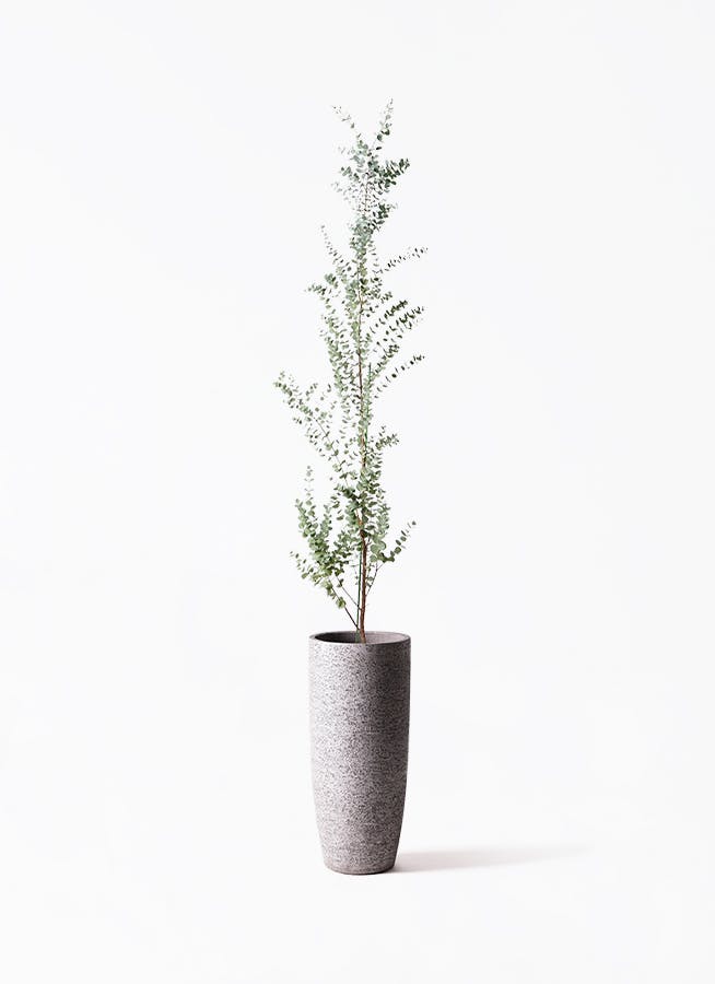 ユーカリ グニー | 観葉植物 | インテリアやギフトに - Hitohana（ひと