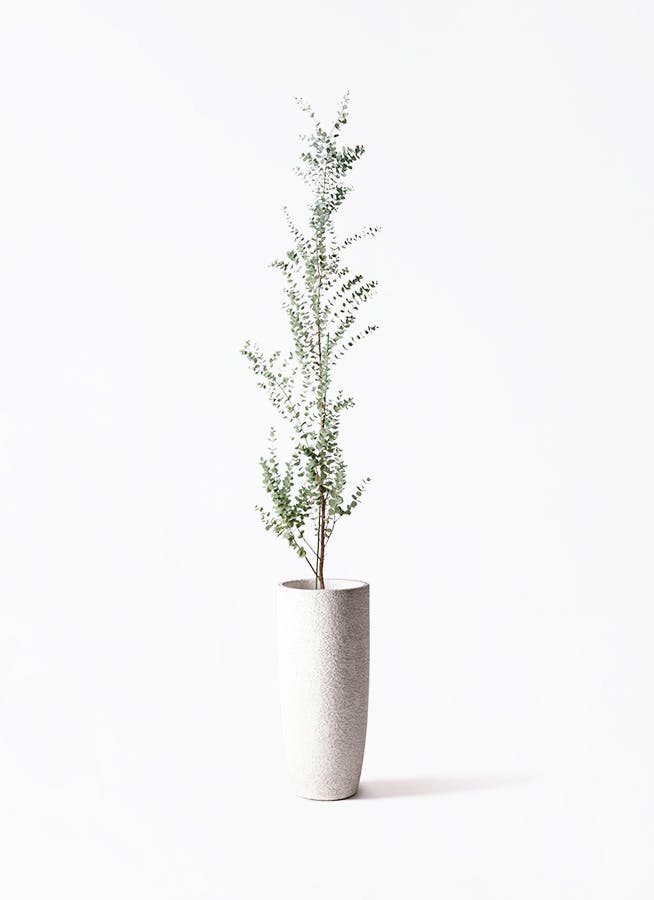 ユーカリ グニー | 観葉植物 | インテリアやギフトに - Hitohana（ひと