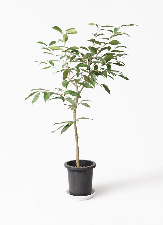 観葉植物 アマゾンオリーブ ムラサキフトモモ 8号 プラスチック鉢 観葉植物ならhitohana ひとはな