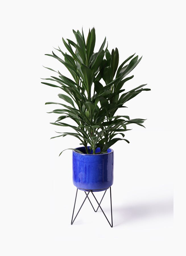 観葉植物 ドラセナ グローカル 8号 ビトロ エンデカ ブルー アイアンポットスタンド ブラック 付き
