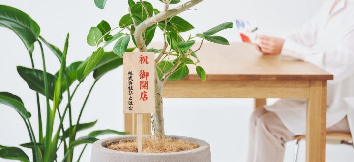 観葉植物の通販 | HitoHana（ひとはな）