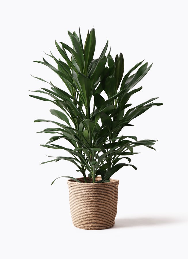 ドラセナ グローカル 8号 | 観葉植物通販HitoHana(ひとはな) ドラセナ グローカル 8号 | 観葉植物通販HitoHana(ひとはな)