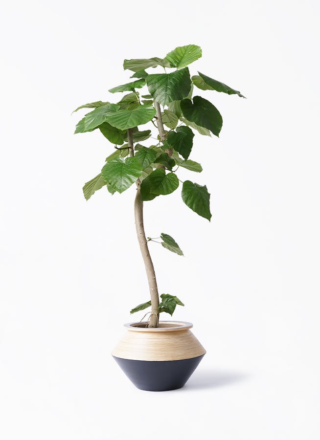 SALE公式 フィカス・ウンベラータ 8号 115cm spiral tree form - 観葉植物