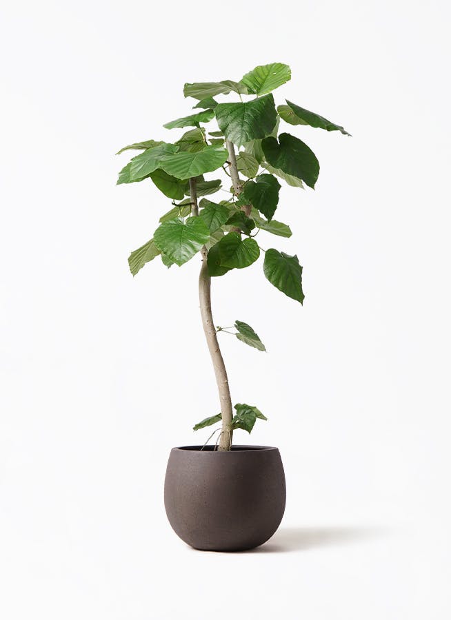 ウンベラータ 8号 | 観葉植物の通販ならHitoHana（ひとはな）