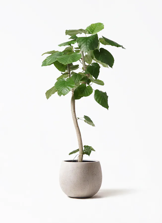 ウンベラータ 8号 | 観葉植物の通販ならHitoHana（ひとはな）