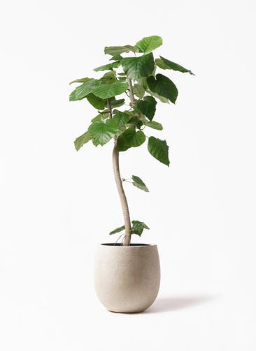 観葉植物 フィカス ウンベラータ 8号 曲り テラニアス バルーン アンティークホワイト 付き