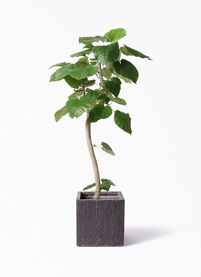 観葉植物 オリーブの木 8号 オヒブランカ ベータ キューブ