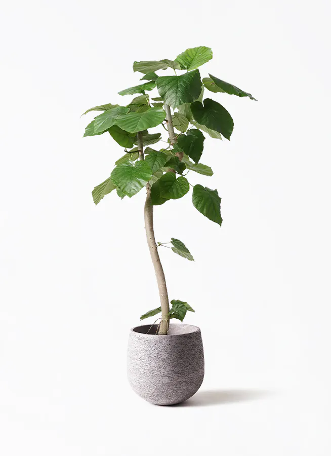フィカス ウンベラータ 曲がり | 観葉植物通販 HitoHana（ひとはな）