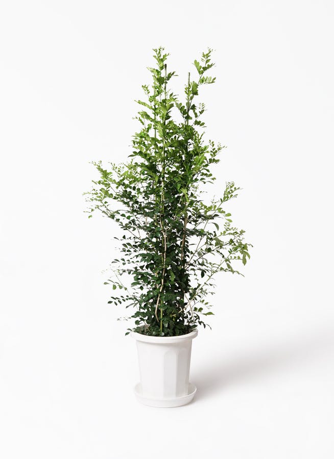 観葉植物 シルクジャスミン 10号 プラスチック鉢 観葉植物ならhitohana ひとはな