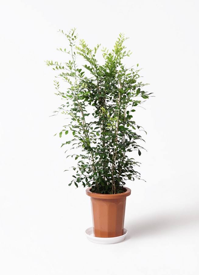 観葉植物 シルクジャスミン 8号 ホルスト シリンダー オリーブ ウッドポットスタンド付き 観葉植物ならHitoHana(ひとはな)