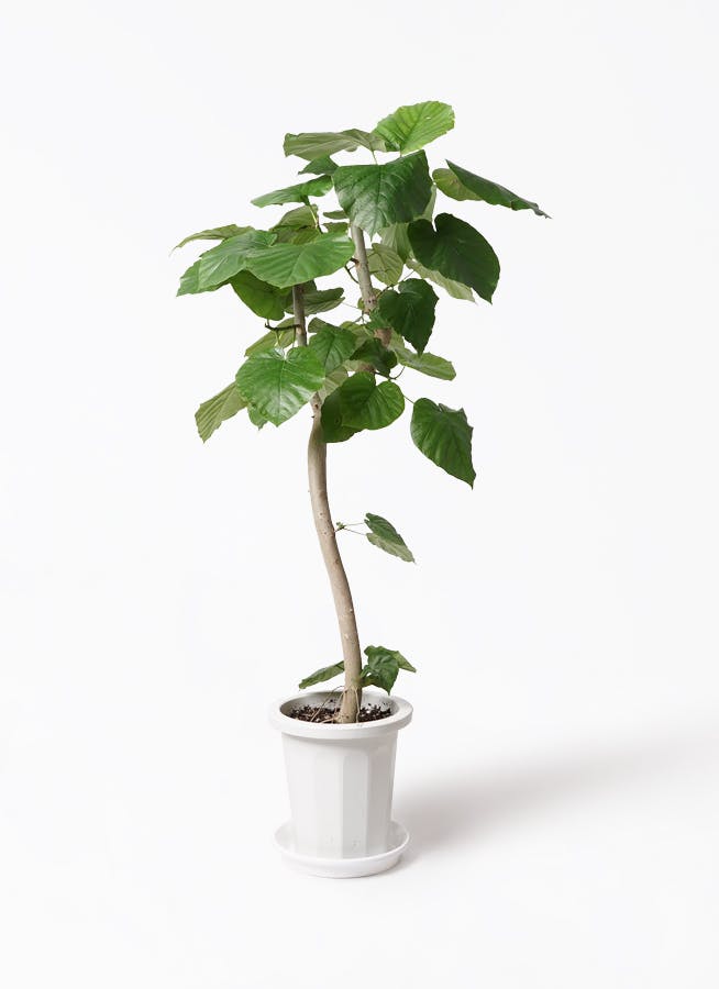 観葉植物 フィカス ウンベラータ 8号 曲り プラスチック鉢   観葉植物