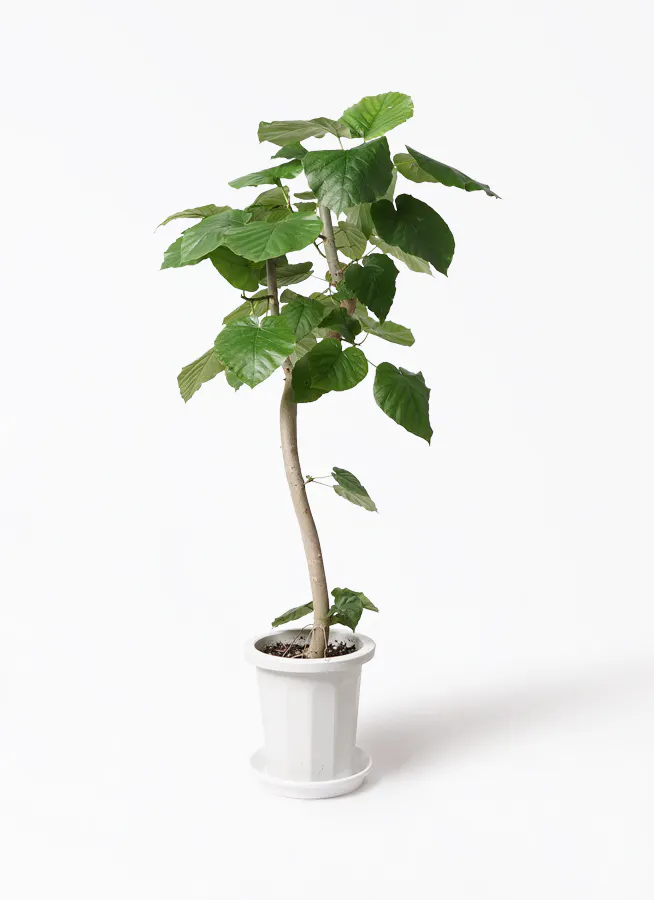 フィカス ウンベラータ 曲がり | 観葉植物通販 HitoHana（ひとはな）