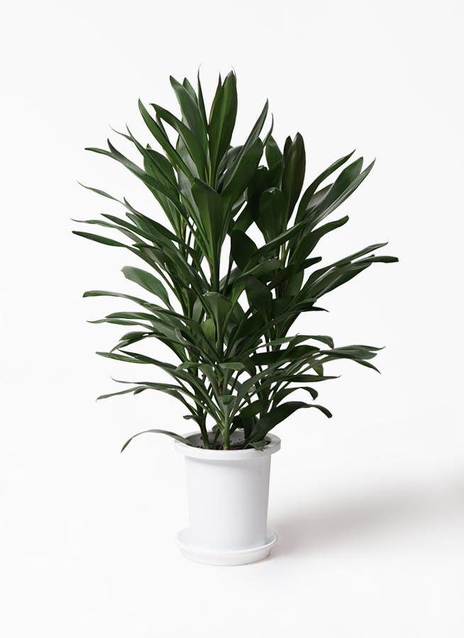 観葉植物 ドラセナ グローカル 8号 プラスチック鉢 観葉植物ならhitohana ひとはな