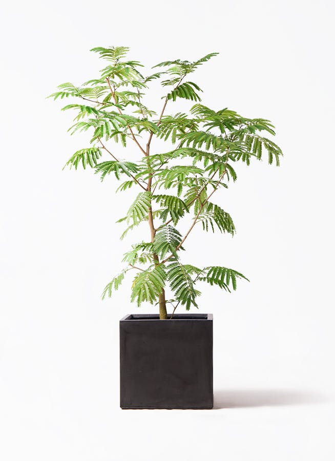 waicchi様】大型観葉植物 エバーフレッシュ 約2m - 生活雑貨