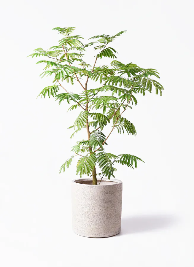 エバーフレッシュ 10号 | 観葉植物 | インテリアやギフトに - Hitohana 