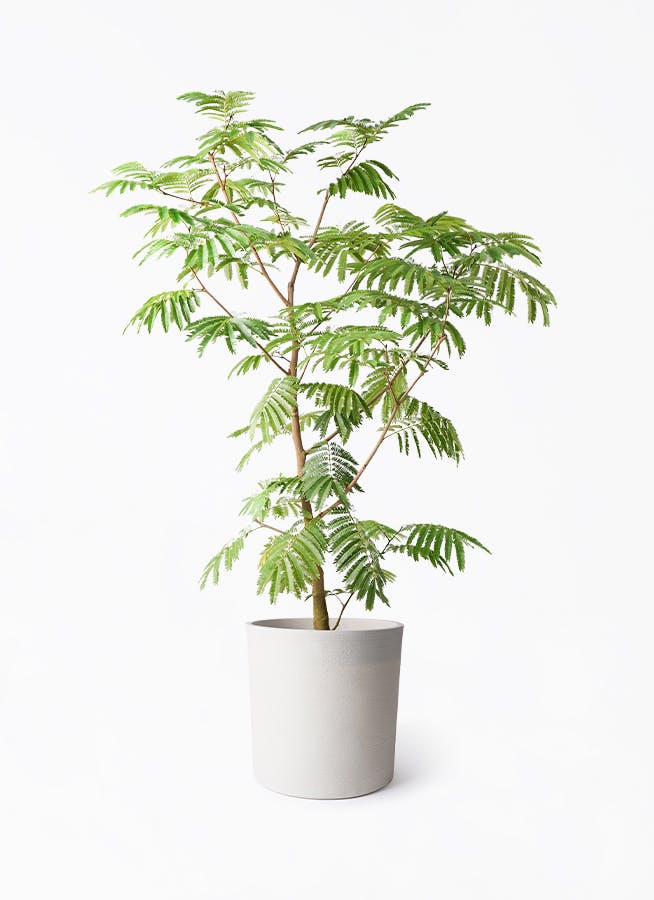 エバーフレッシュ　リビングサイズ　no10　８号　高さ145ｃｍ エバーフレッシュ リビングサイズ no10 8号 高さ145cm