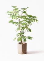 初心者さん必見！エバーフレッシュの育て方マニュアル | ひとは