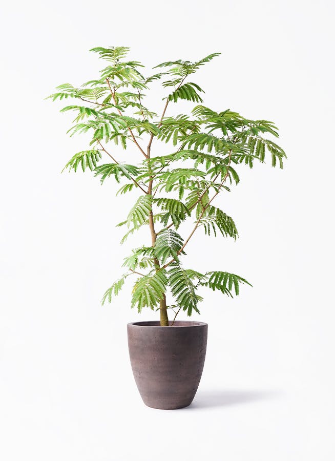エバーフレッシュ　リビングサイズ！Ｌ10 エバーフレッシュ 10号 | 観葉植物の通販ならHitoHana（ひとはな）