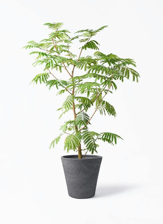 観葉植物 エバーフレッシュ 10号 ボサ造り ビアスソリッド ブラック