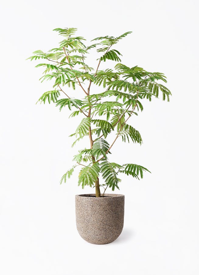 エバーフレッシュ 10号 | 観葉植物の通販ならHitoHana（ひとはな）