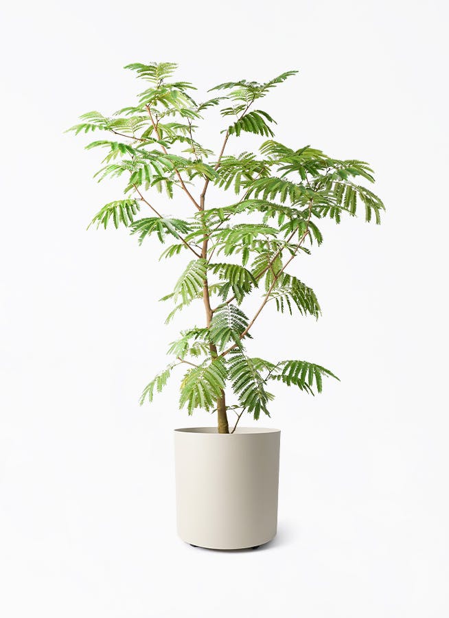 エバーフレッシュ 観葉植物 室内用 超大型