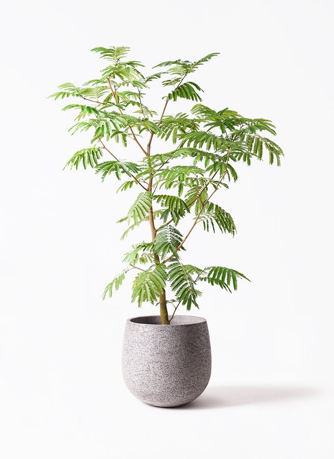 観葉植物 エバーフレッシュ 10号 ボサ造り エコストーンGray 付き | 観葉植物ならHitoHana(ひとはな)