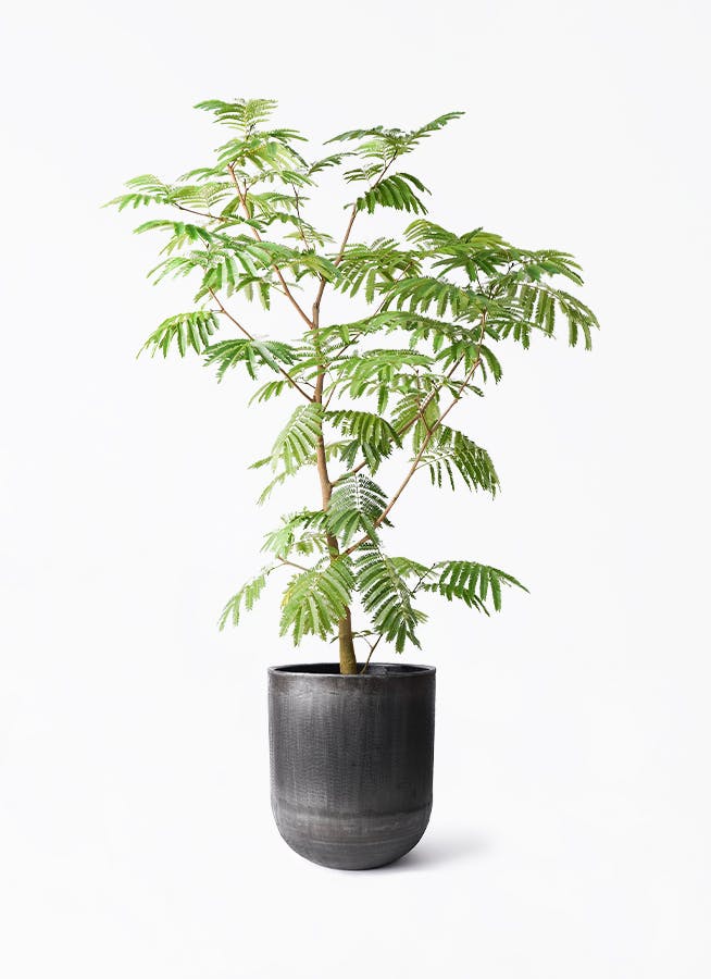 エバーフレッシュ 10号 | 観葉植物の通販ならHitoHana（ひとはな）