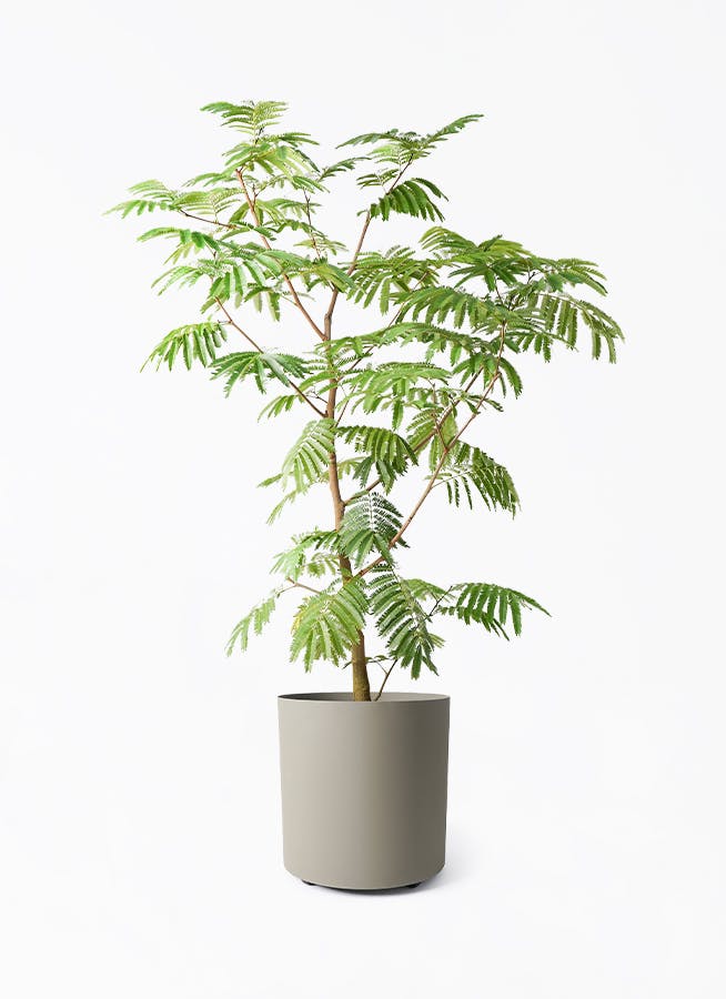 エバーフレッシュ 10号 | 観葉植物の通販ならHitoHana（ひとはな）